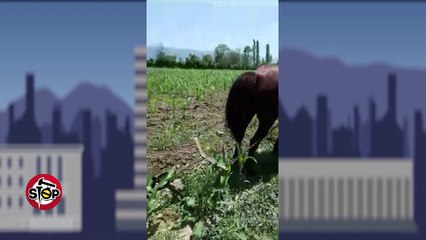 Stop-"Rama ik"... quhet kali apo po i therret Rames? (01.07.2019)