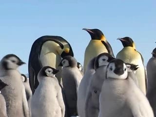 Antarctique libre : Vive l'empereur !  (Part II)