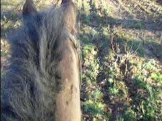 au galop nounours