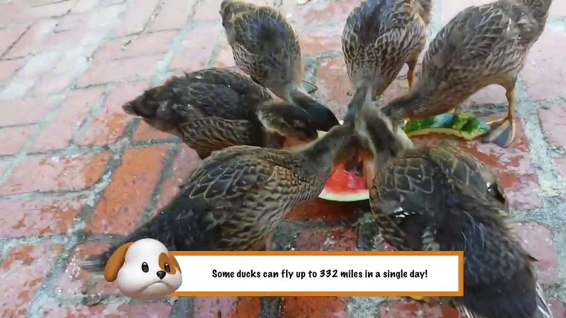 ⁣Funniest Pets & Animals of the Week | Funny Pet Videos