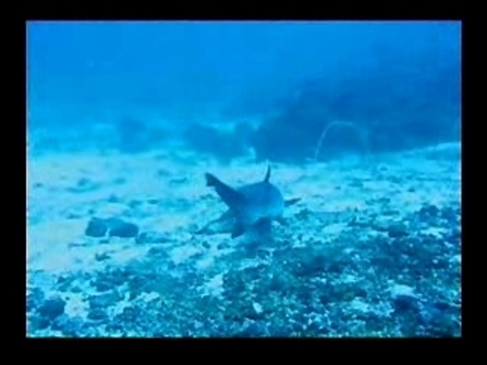 Diving Bira Indonesien