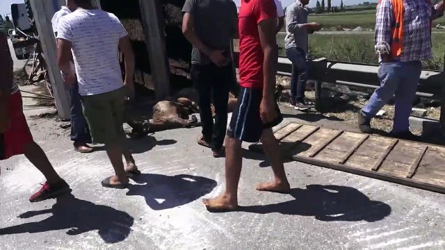 Küçükbaş hayvan taşıyan tır devrildi - ADANA