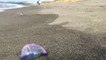 Dozens of Portuguese man o' war wash up on the coast of the Azores