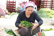 Manisalı kadınlar yılın 3 ayında yaprak toplayıp 20 bin lira kazanıyor