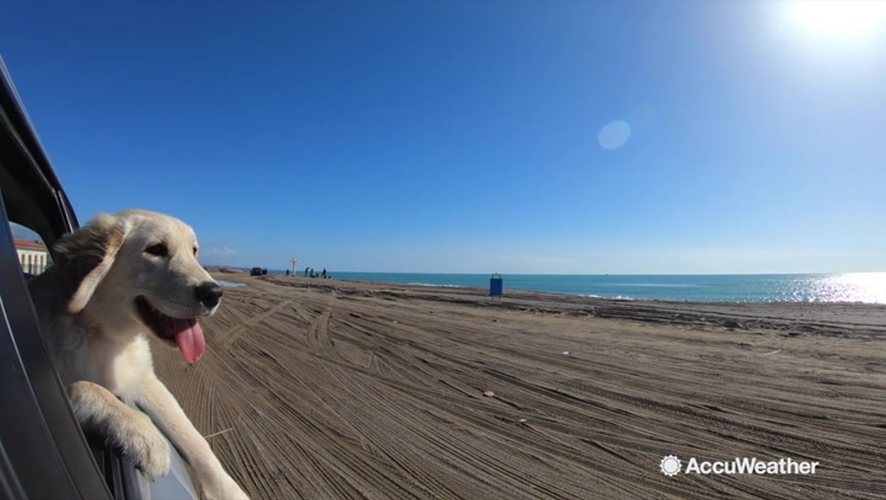 How to survive a road trip with pets