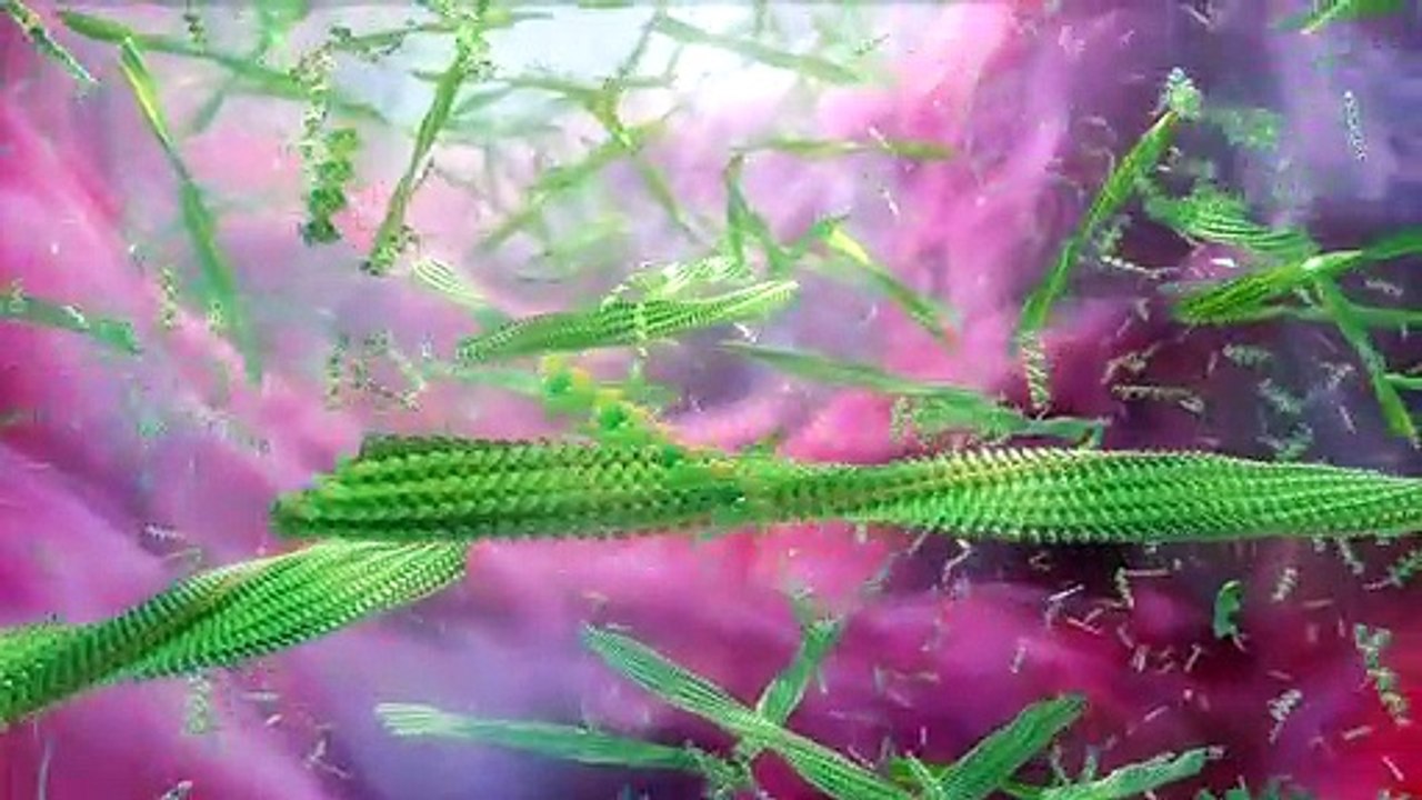 Medical Animation Production Explainer Video - Equisolve