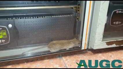 La AUGC denuncia la presencia de "ratas y otros roedores" en acuartelamientos de Las Palmas