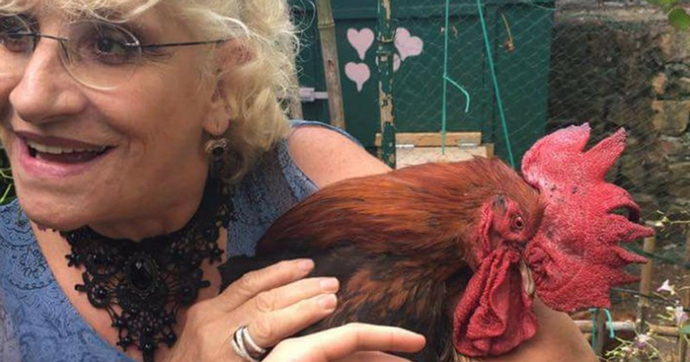 Des coqs vont venir soutenir le coq Maurice lors de son procès ce jeudi