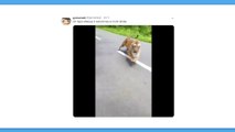 Em uma moto, eles escapam milagrosamente do ataque de um tigre (VÍDEO)