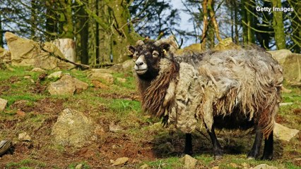 Warden Wanted On Remote Scottish Island To Protect It Against….Sheep?