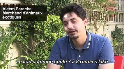 Au Pakistan, des lions comme animaux de compagnie