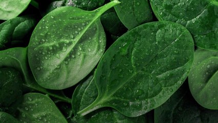 Is Spinach Basically a Steroid? New Research Suggests It Might Be
