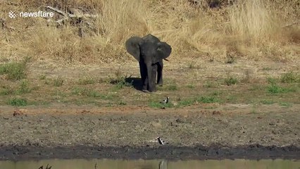 Watch cheeky baby elephant's hilarious attempt to chase away small bird