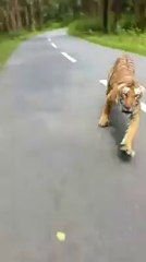 Tigre correndo atras da moto