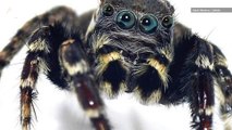 Spider New to Science Named After Fashion Icon Karl Lagerfeld