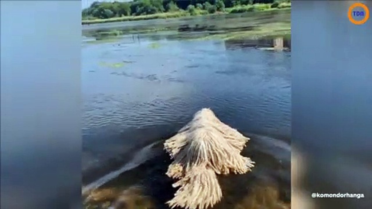 Ce chien serpillère en train de baigner est beaucoup trop adorable