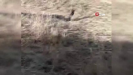 Gercüş'te yılanların dansı böyle görüntülendi