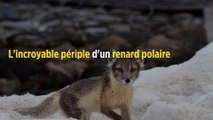 3 500 km en 76 jours : l'incroyable périple d'un renard polaire