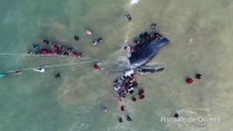 Retorno ao mar de uma baleia Jubarte na praia da Rasa, Búzios, RJ