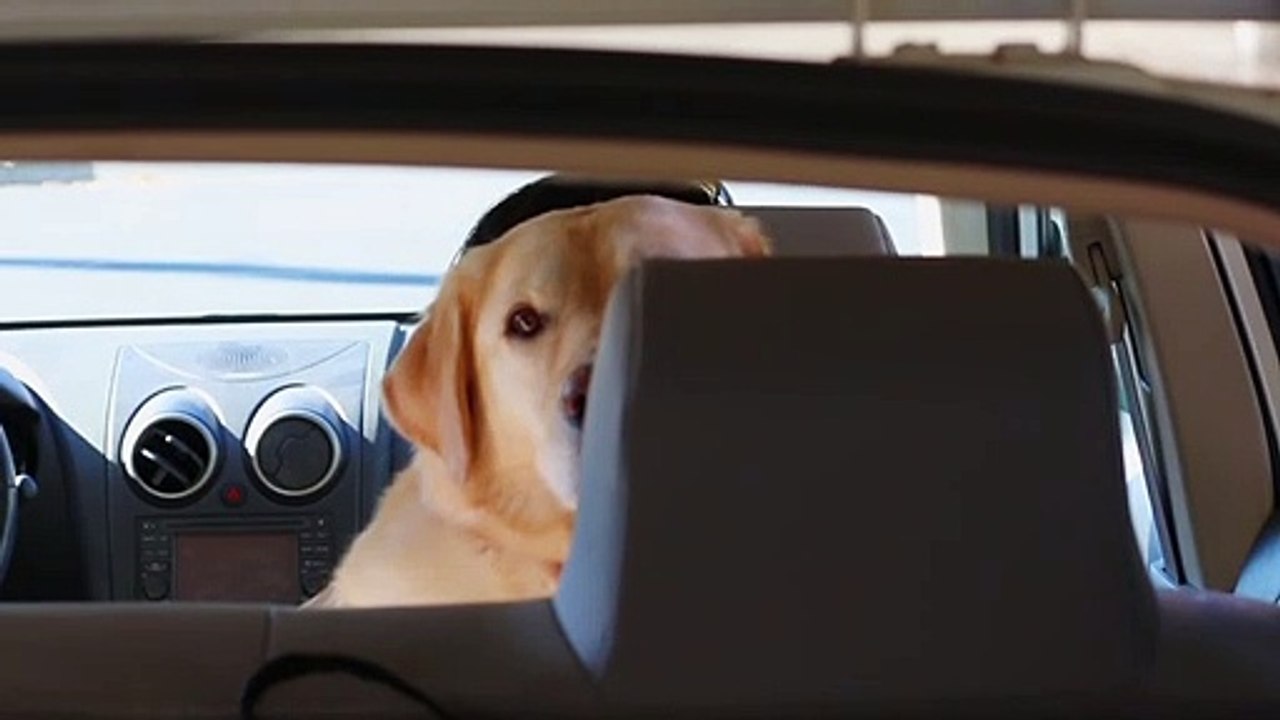 How To Calm Your Nervous Dog During Fireworks video Dailymotion