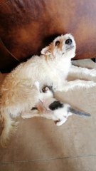 Dog Adopts a Kitten