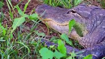 Move Over Alligators, Iguanas Are Taking Over Florida