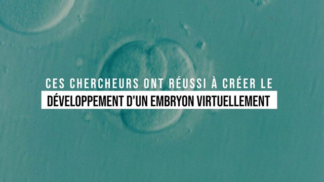 Ces chercheurs ont réalisé l'exploit de reproduire le développement d'un embryon dans une simulation