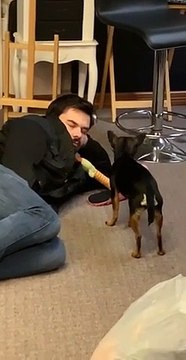 Ce chien essaye de réveiller son proprio endormi sur le sol de l'appartement !