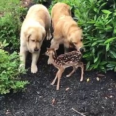 Ce bébé Faon rencontre 2 chiens !
