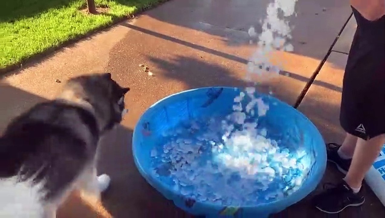 Bain + glaçons, ces chiens sont les plus heureux du monde !