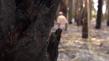 Refuerzo policial en Elche tras los cinco incendios consecutivos que han arrasado miles de palmeras