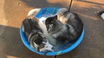 Two Huskies Chill in Tub Filled with Ice Cubes