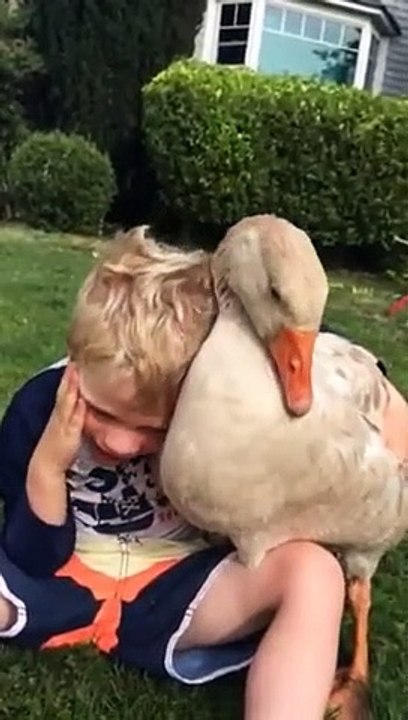 Amitié incroyable entre une oie et un jeune garçon... Trop mignon
