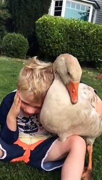 Amitié incroyable entre une oie et un jeune garçon... Trop mignon