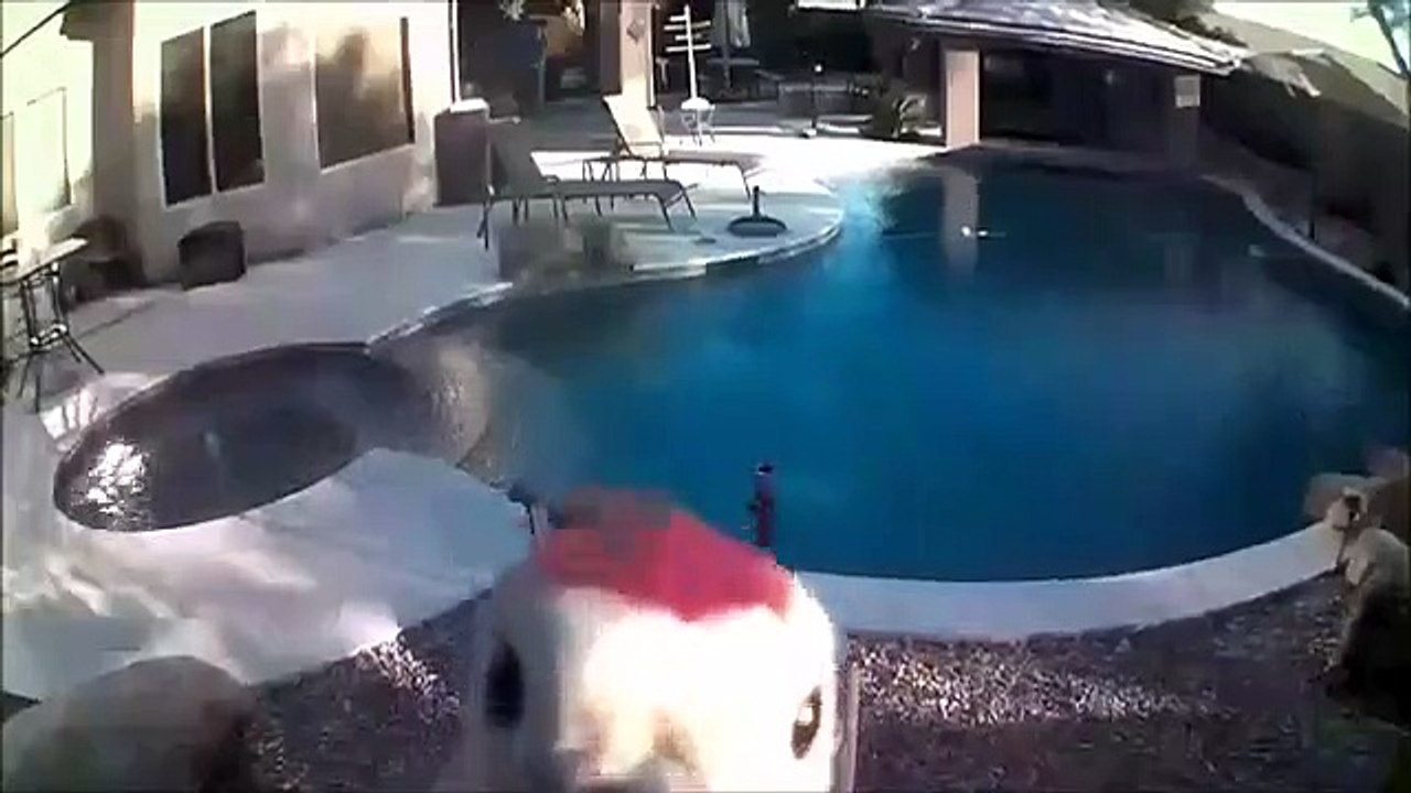 Cet oiseau déteste les caméras de surveillance