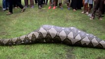 Des habitants d'une ville en Inde trouvent un python de 6m en pleine digestion
