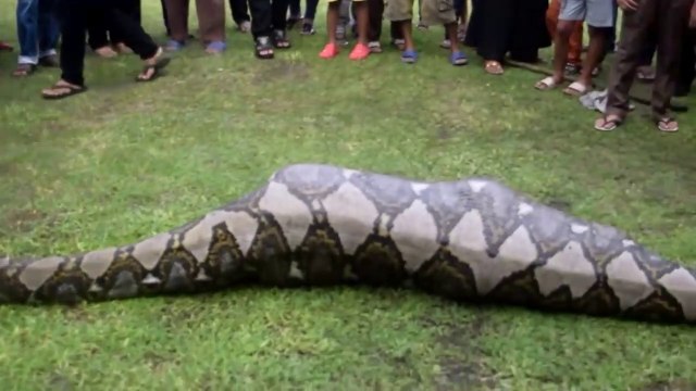 Des habitants d'une ville en Inde trouvent un python de 6m en pleine digestion