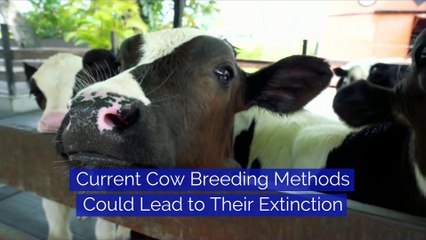 Current Cow Breeding Methods Could Lead to Their Extinction
