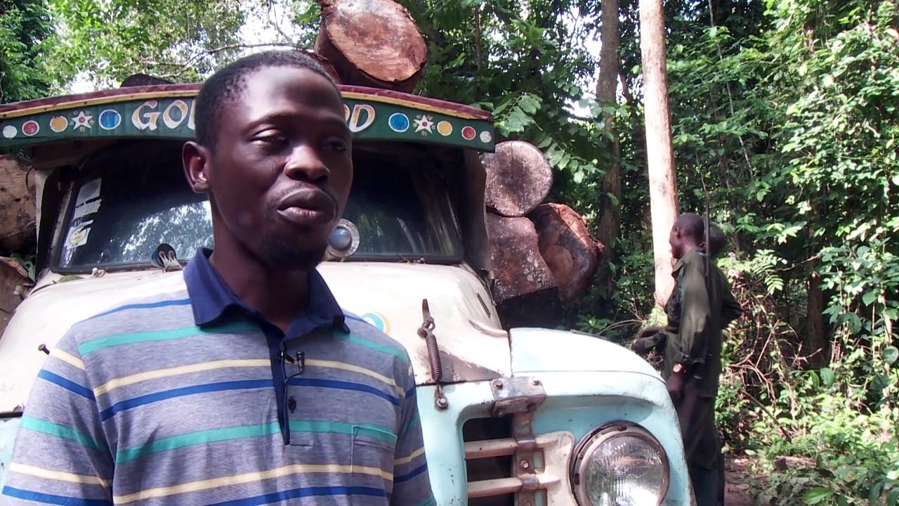 Les éléphants des forêts nigérianes, une espèce menacée par la déforestation