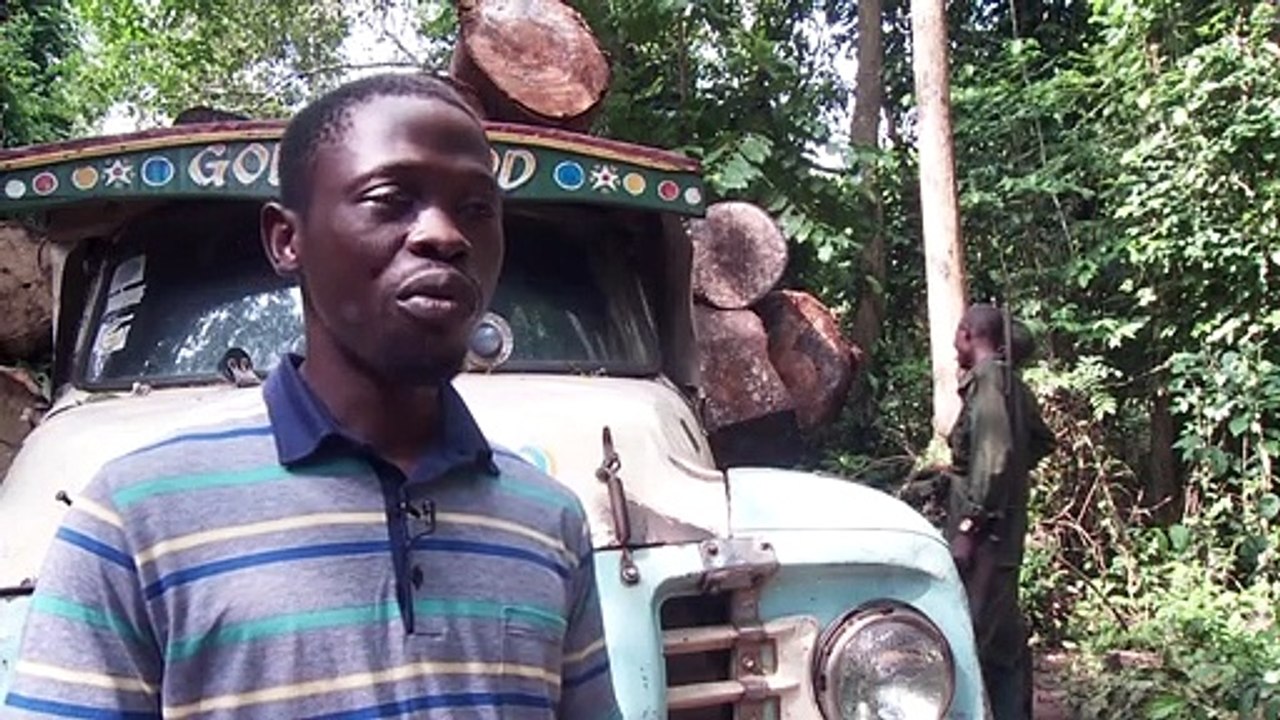 Les éléphants des forêts nigérianes, une espèce menacée par la déforestation