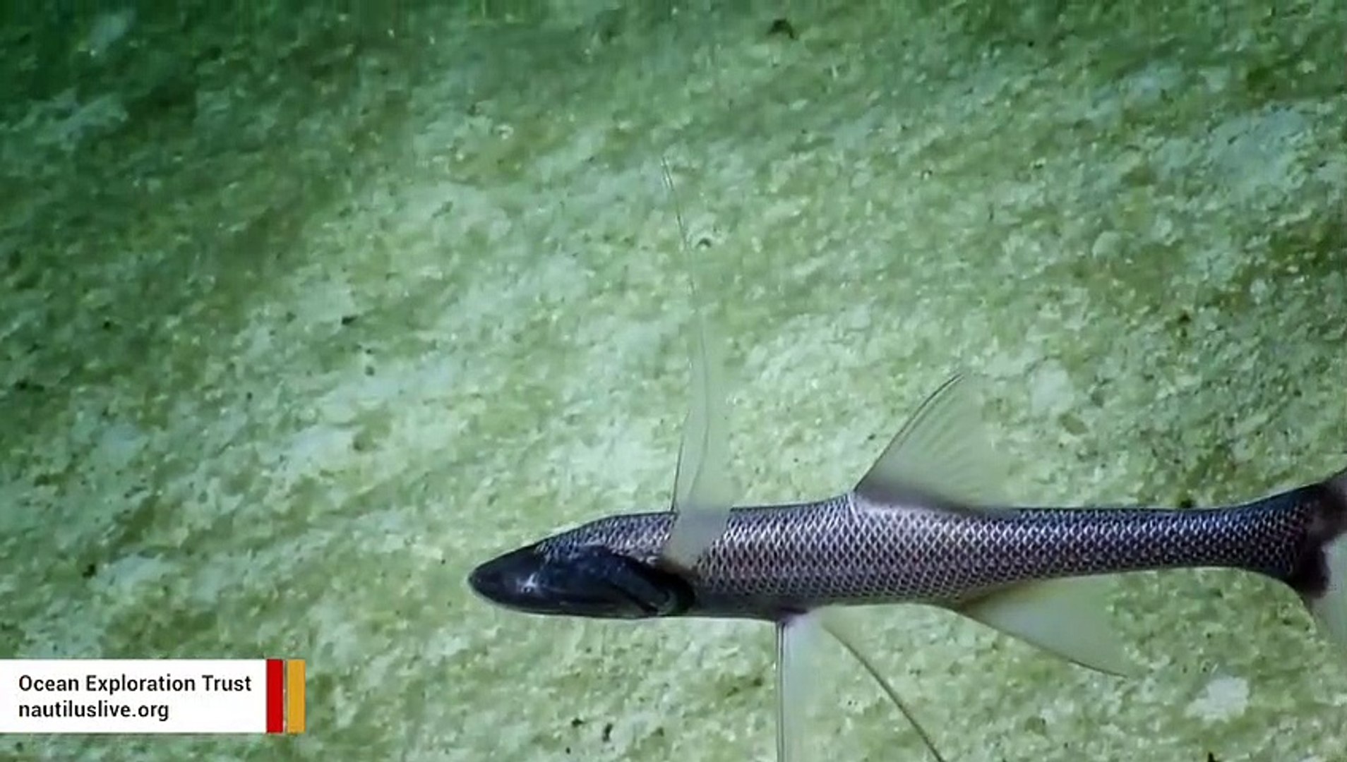 Tripod Fish
