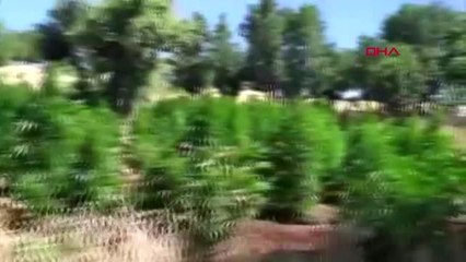 Diyarbakır Lice'de operasyon Rekor miktarda kenevir yakalandı