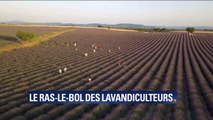 Les producteurs de lavande de Valensole se plaignent des touristes qui envahissent et ne respectent pas leurs champs