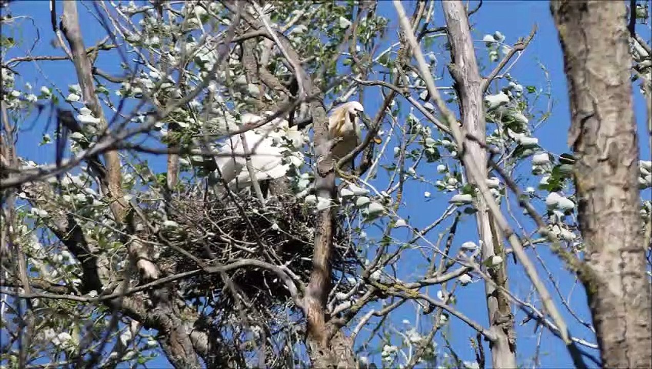 Voyage en Espagne de la section européenne du lycée Pierre Lagourgue (le Tampon, île de La Réunion), mars 2019 :   PART.2 (Parc National de Doñana-radio télévision Doñana Comunicación-Flor de Doñana Biorganic-Cordoba-Granada-retour)