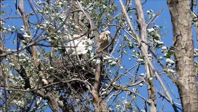 Voyage en Espagne de la section européenne du lycée Pierre Lagourgue (le Tampon, île de La Réunion), mars 2019 : PART.2 (Parc National de Doñana-radio télévision Doñana Comunicación-Flor de Doñana Biorganic-Cordoba-Granada-retour)
