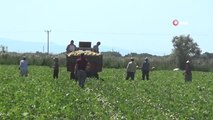 Bafra Ovası'nda kavun hasadına başlandı, çiftçiler destek bekliyor
