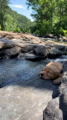 Puppy Enjoys the Outdoors Until It Drops