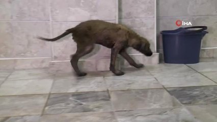 Anız yangınından kaçan yavru köpek sıcak asfalta bulandı