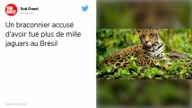 Un braconnier accusé d’avoir tué plus de mille jaguars au Brésil