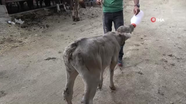 'Yaşamaz' denilen buzağı yerinde duramıyor